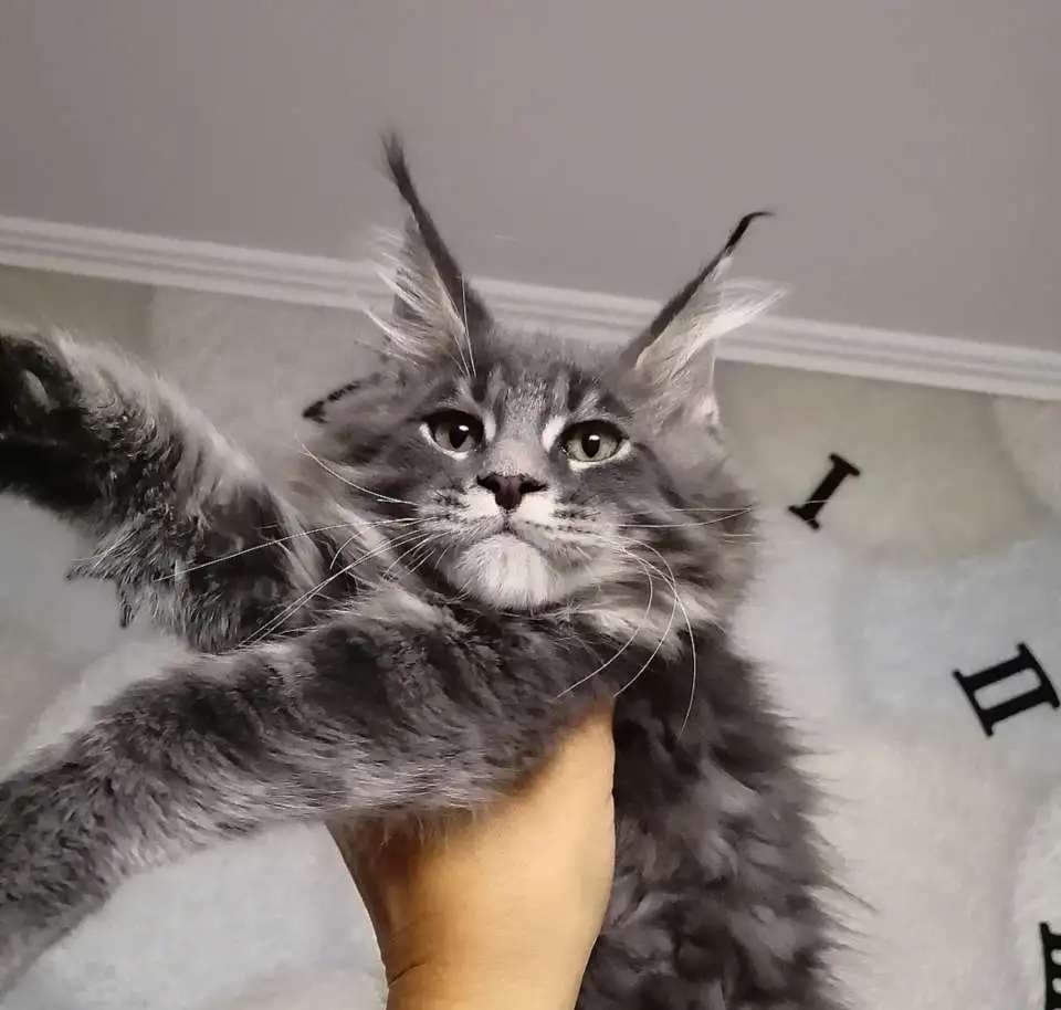 Отличный тип мейн куна
