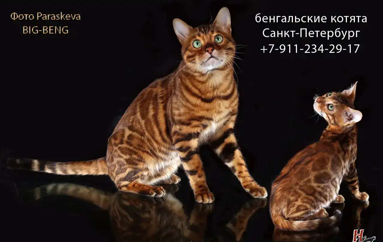 бенгальские котята