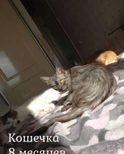 Кошки ищут дом