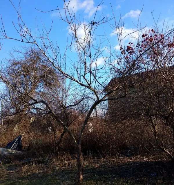 Дача в Калининграде. Собственник 35,00 м2