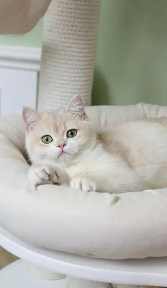 Британские котята