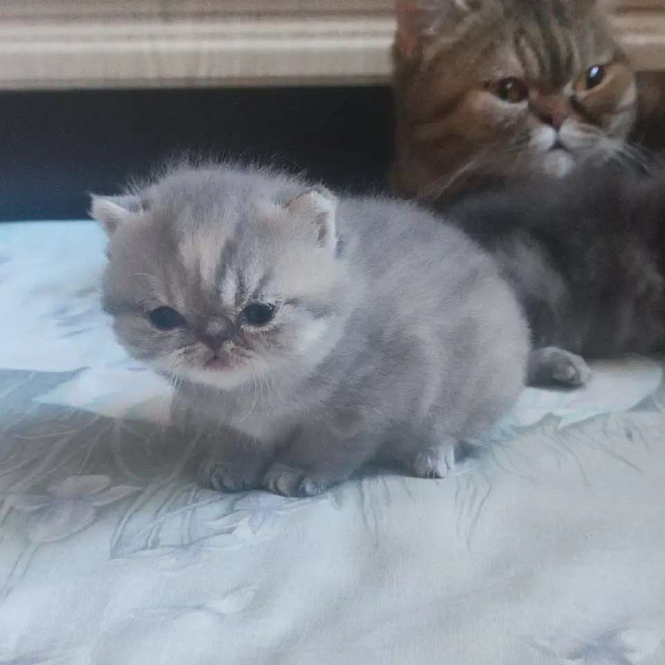 Экзотические котята