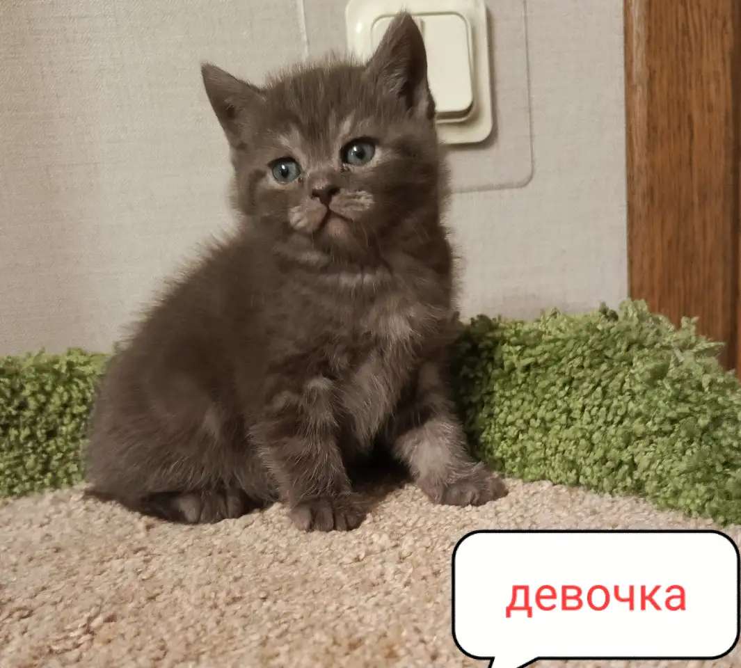Чудный котенок Мира