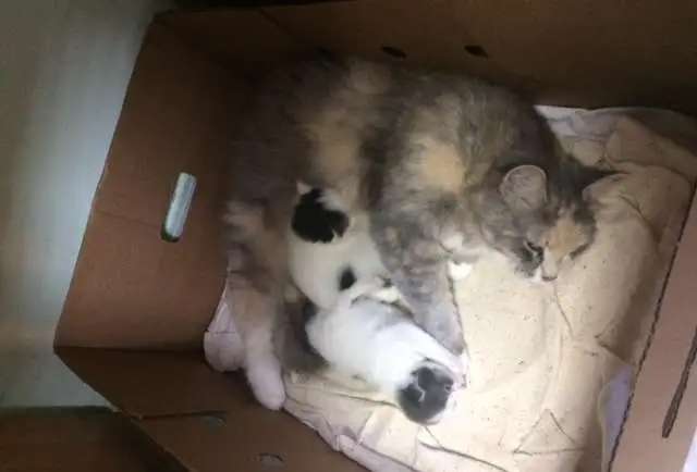 котята