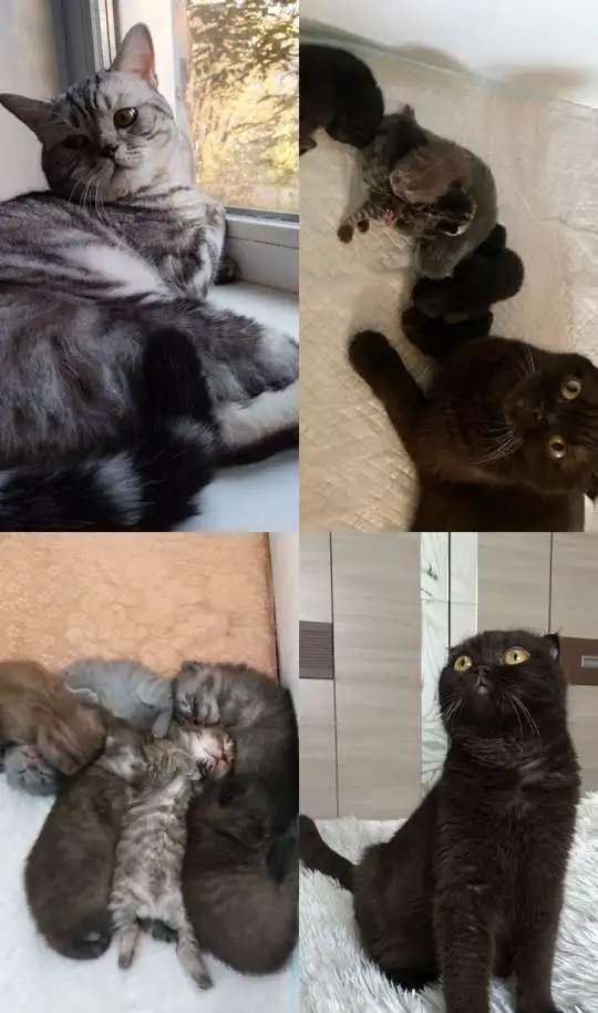 ОТдам Шотландских вислоухих котят