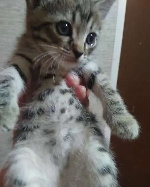 Отдам красивых котяток от домашней кошки.чистенькие ухоженные.к лотку приучены.возраст 2месяца