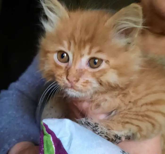 Котенок в добрые руки