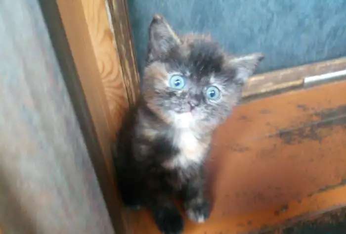 Котята. Отдам в добрые руки