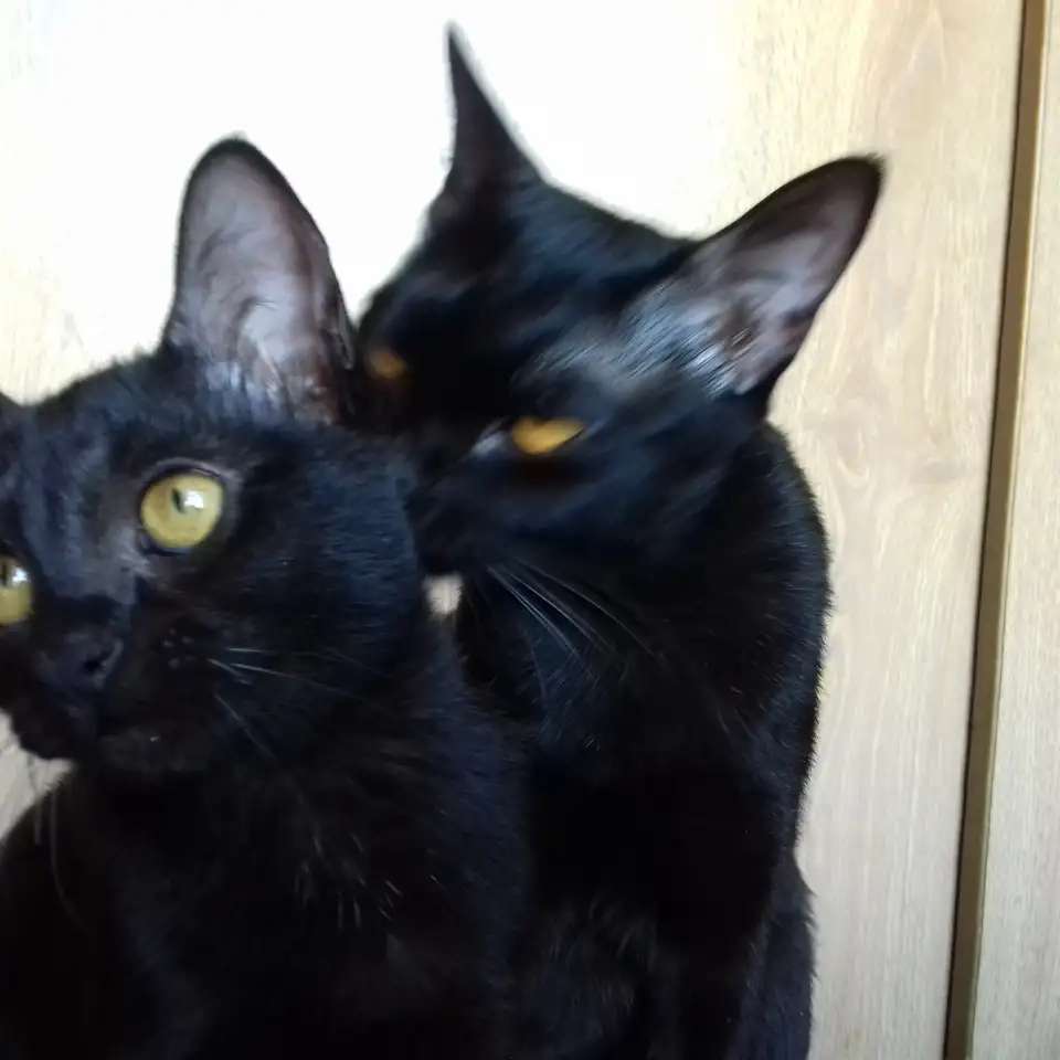 Бомбейские котята.