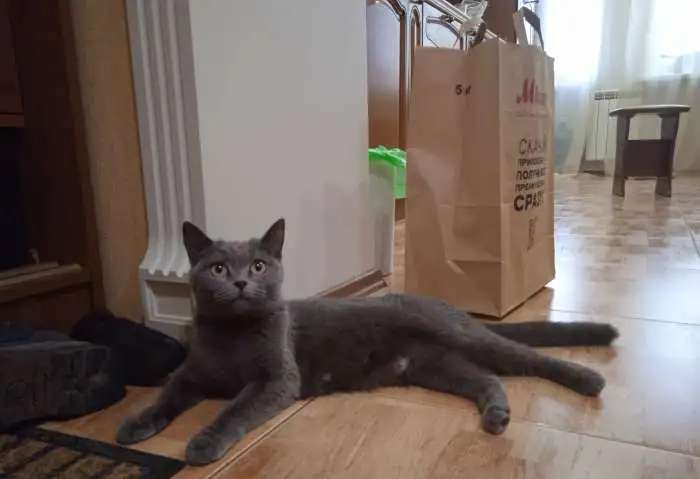 Отдам котят британцы