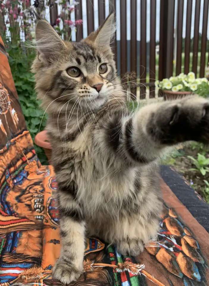 Котята мейн кун из питомника
