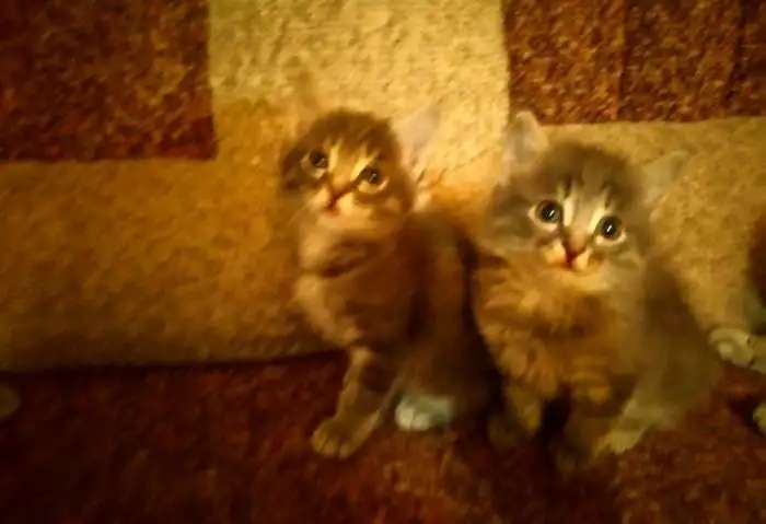 Отдам котят.