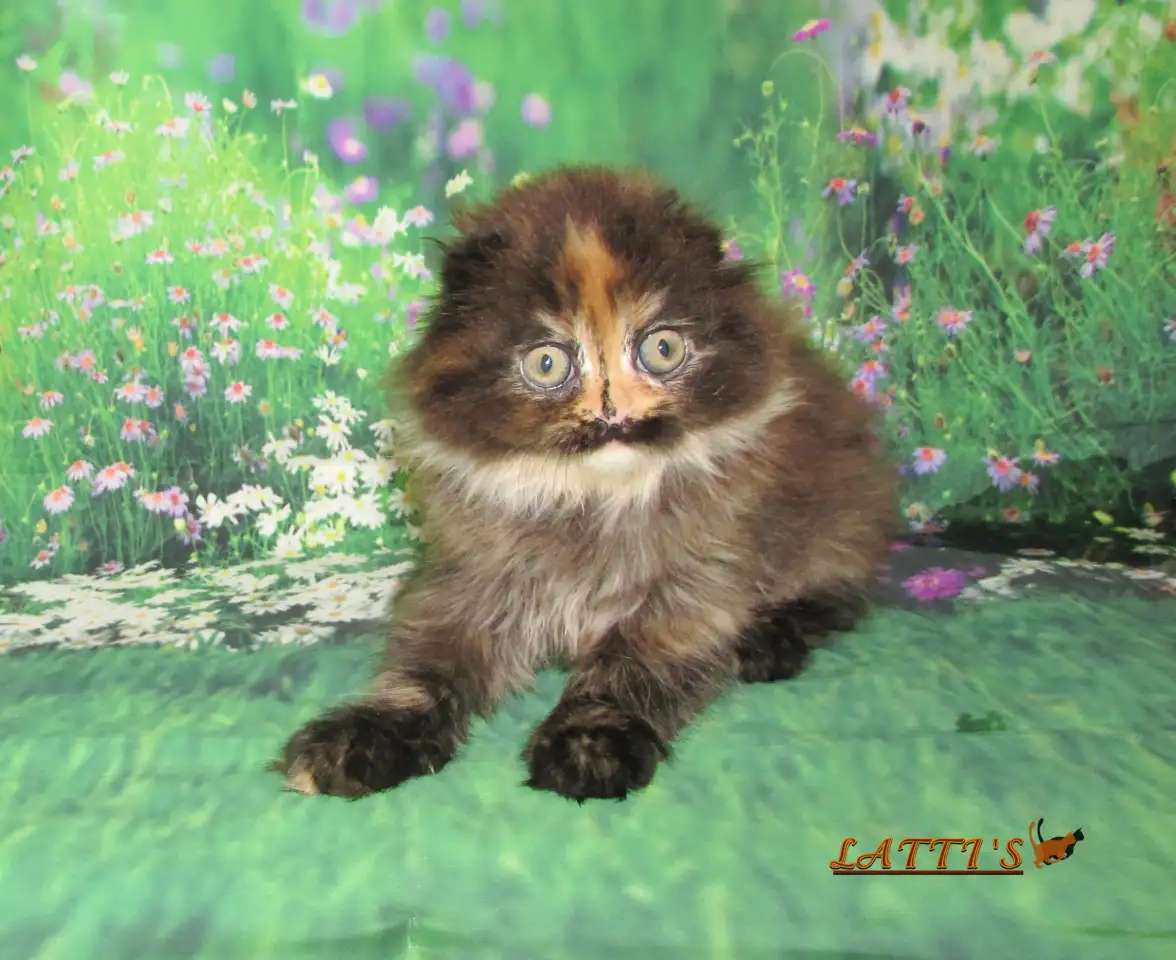 шотландская кошечка из питомника