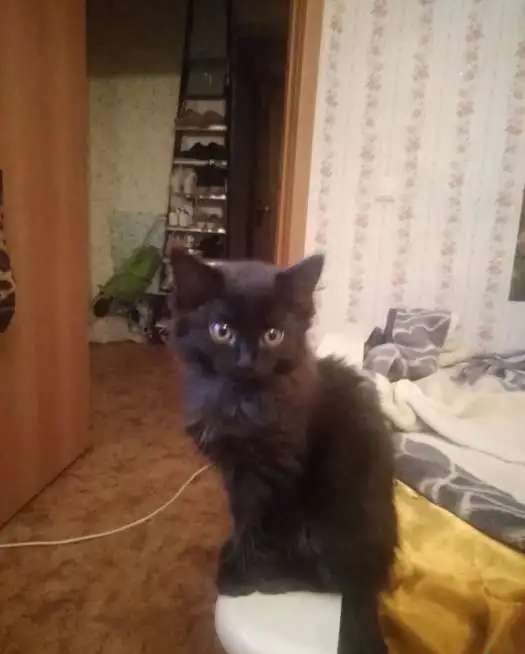 Милые кошечи