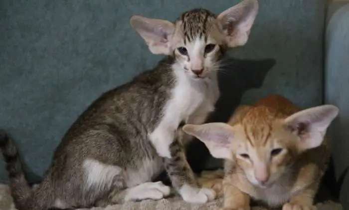 Котята ориенталы