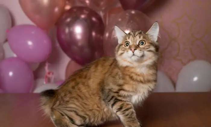 Котенок курильского бобтейла