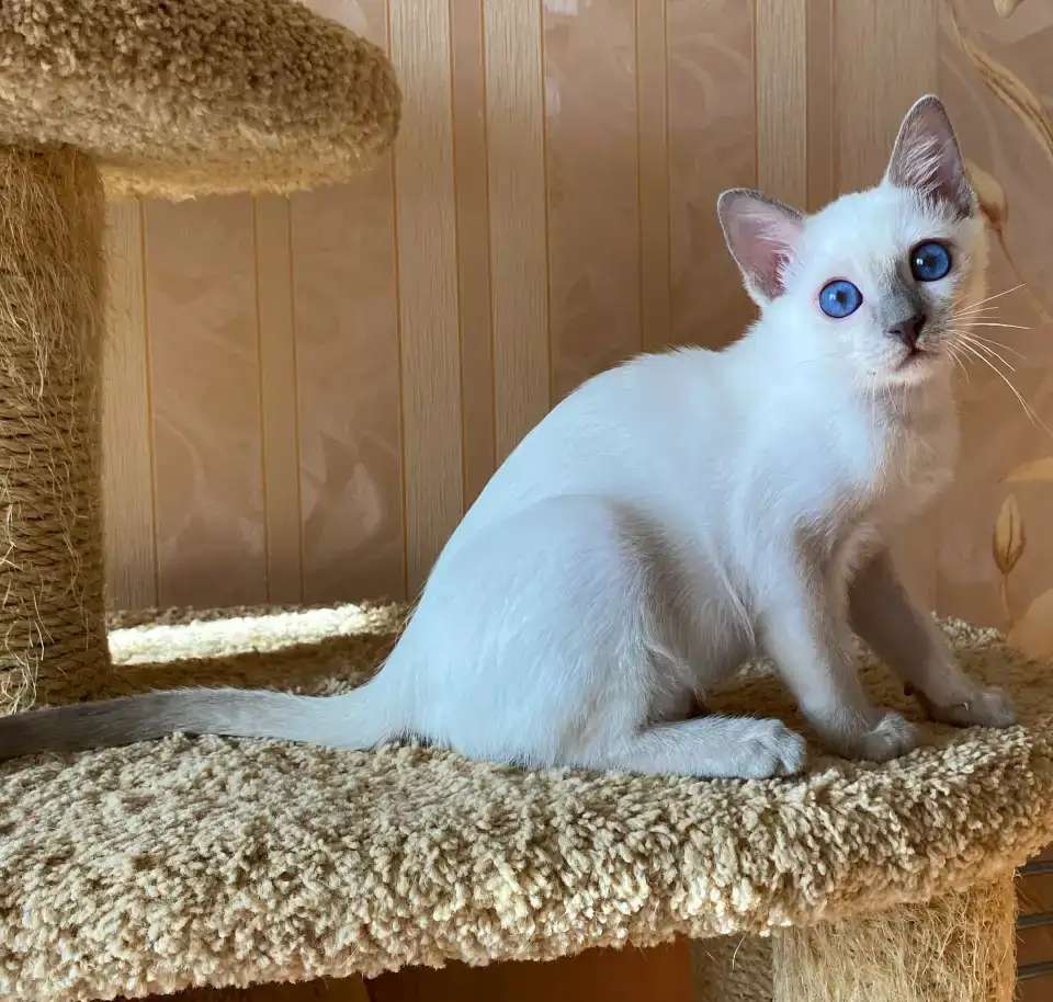 Тайский котёнок