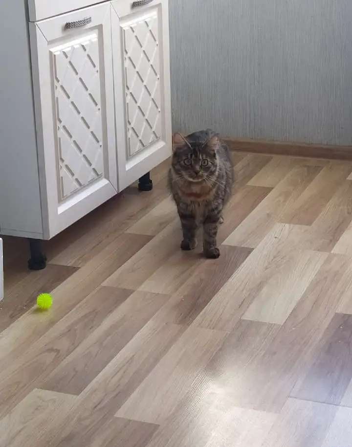 Отдам кошечек и котенка в добрые руки