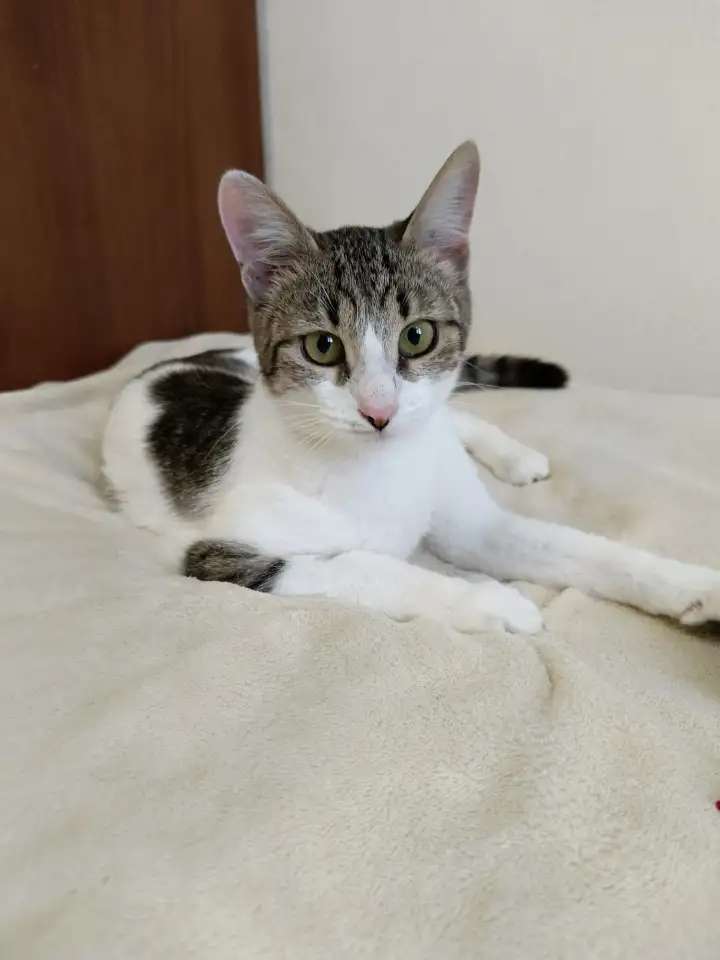 Котенок ждет маму