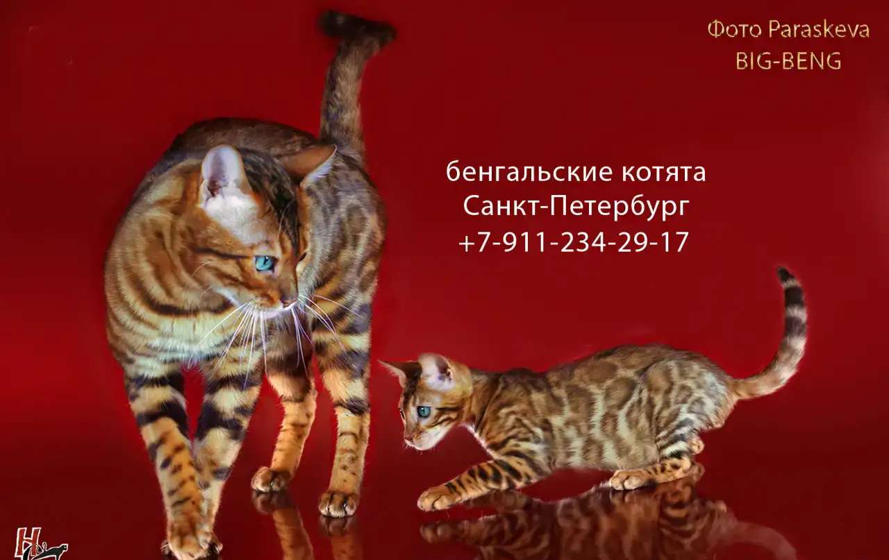 бенгальские котята