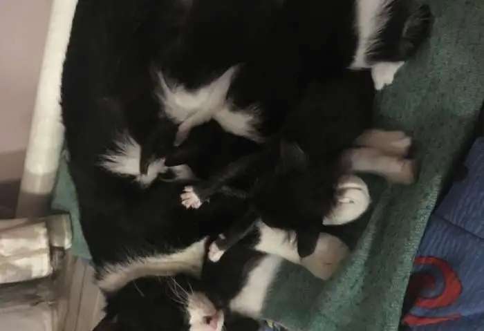 Отдалим в добрые руки умненьких и милых котят
