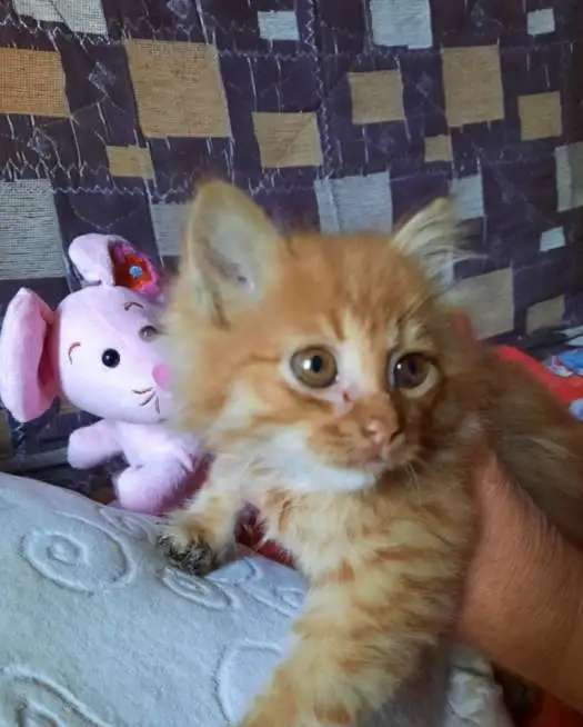 Котенок в добрые руки