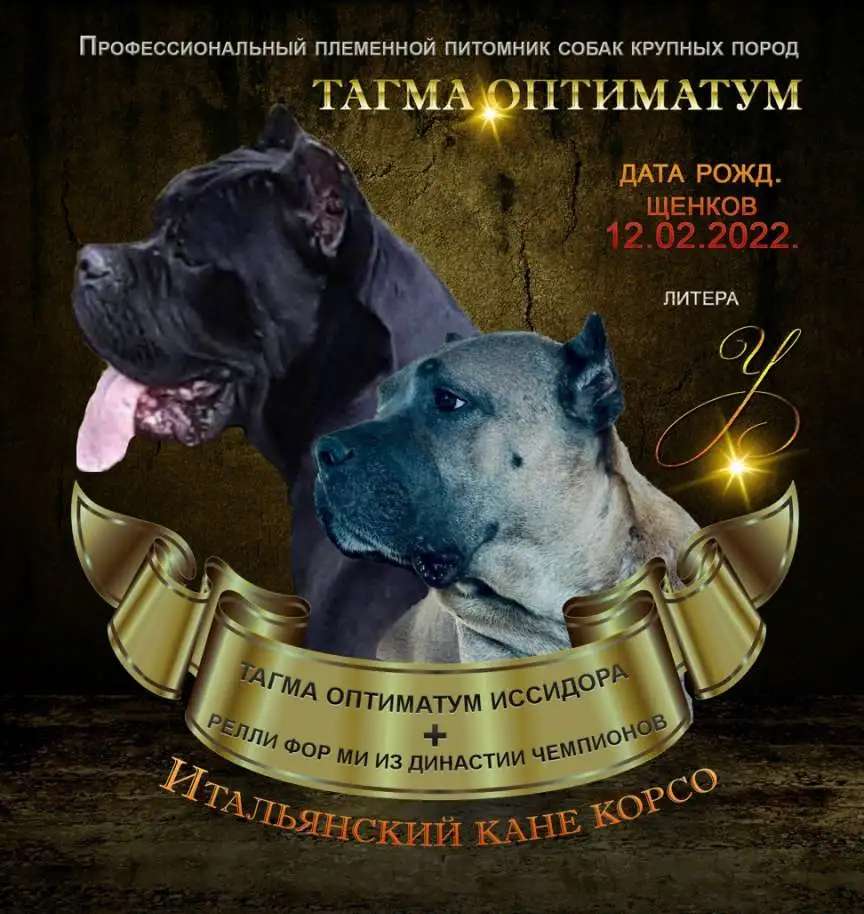 Щенки Кане Корсо из питомника