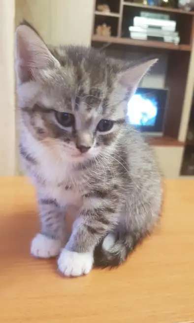 котята даром