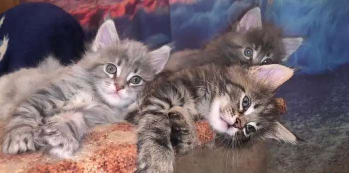 Котятп