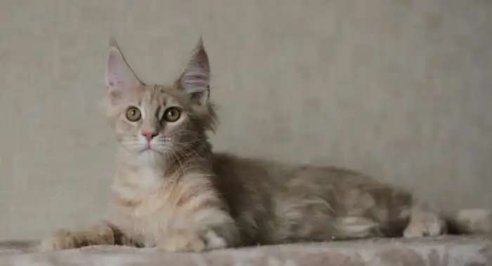Нежная кремовая кошечка