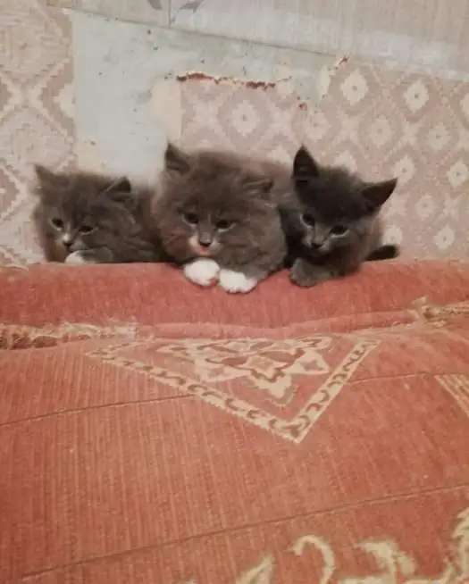 Милые котятки ищут семью