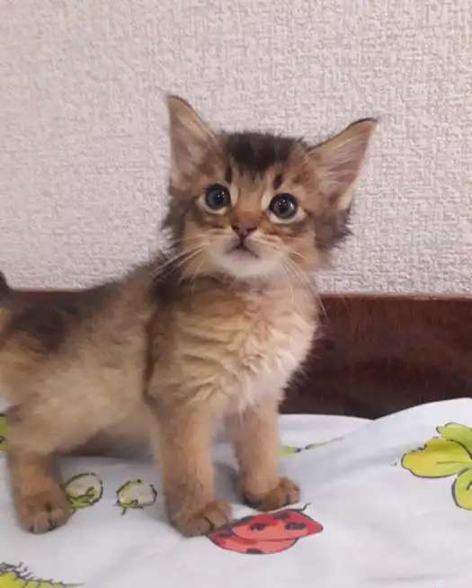 КОЯТА