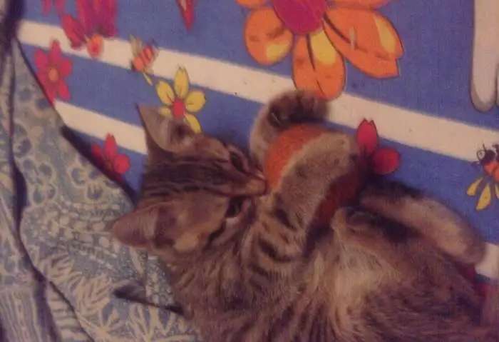 Отдам милейшего котёнка)