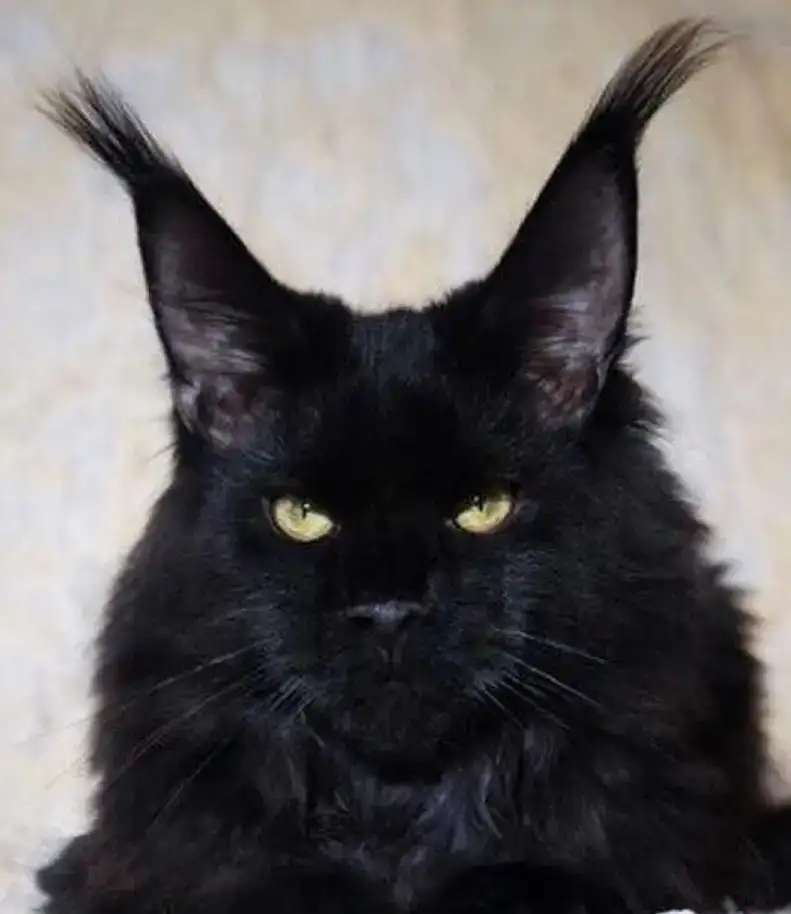 Лучшие котята это Мейкунята!