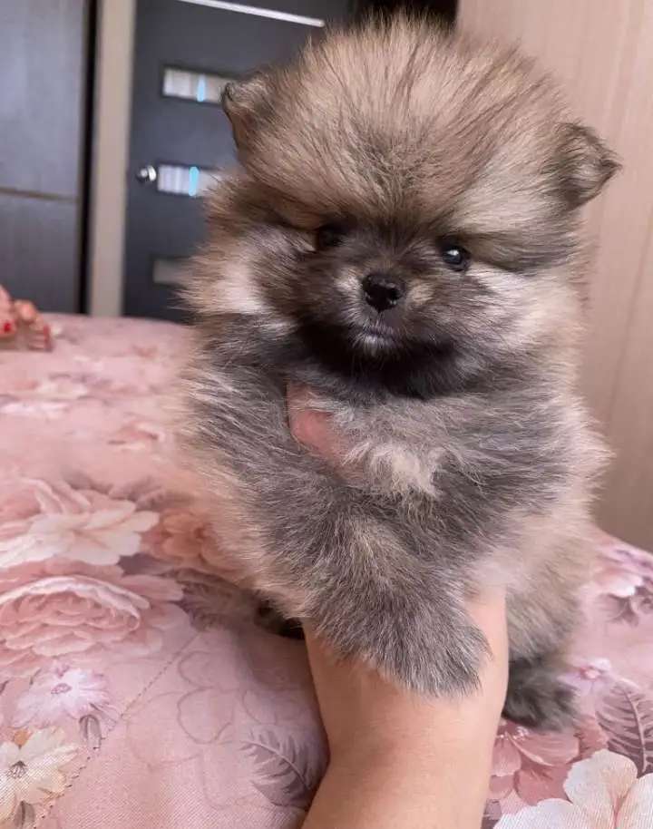 Померанский шпиц