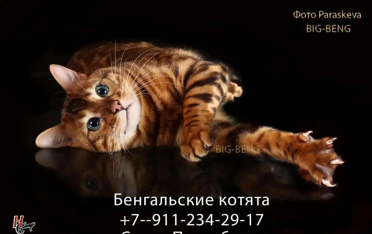 бенгальские котята