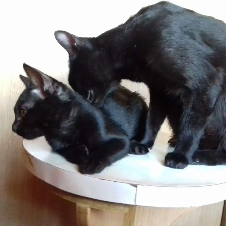 Бомбейские котята.