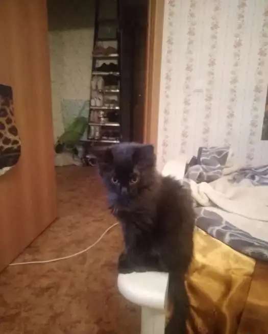 Милые кошечи