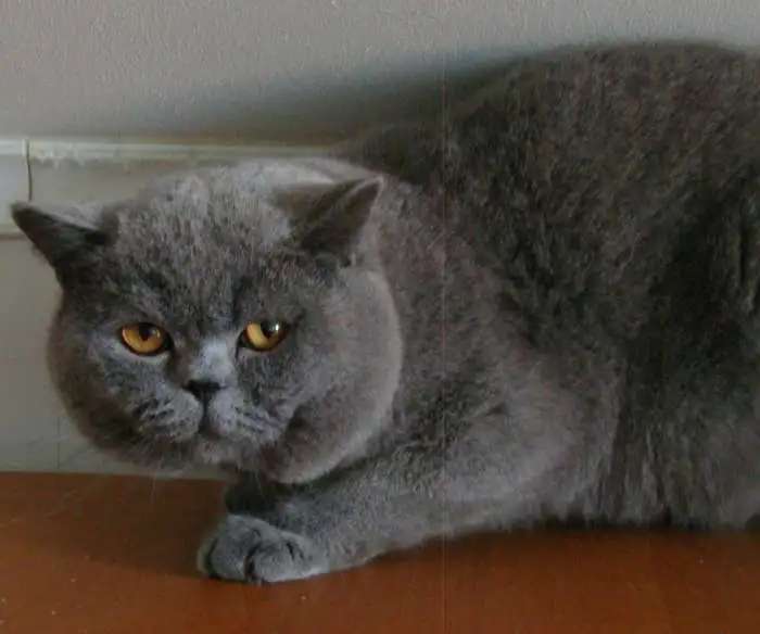 Британский котик толстый животик