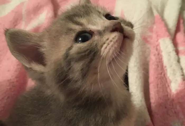 Отдадим котят помесь британца