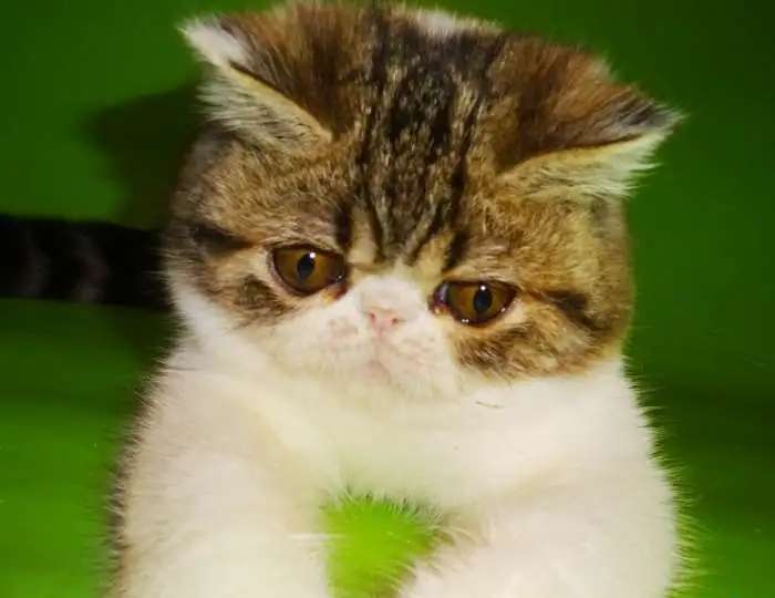 Шикарный котенок экзот 3 мес, питомника