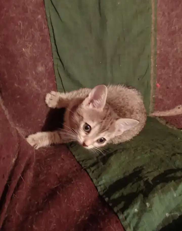 Отдам котят