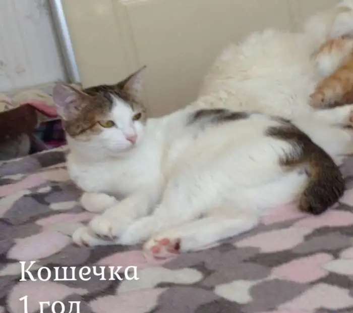 Кошки ищут дом