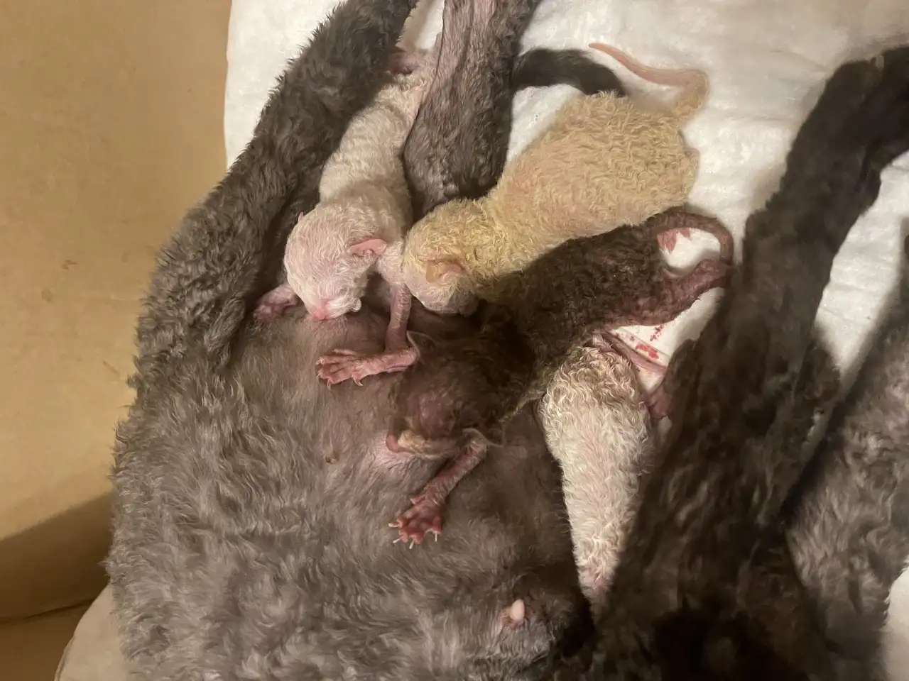 Корниш рекс котята