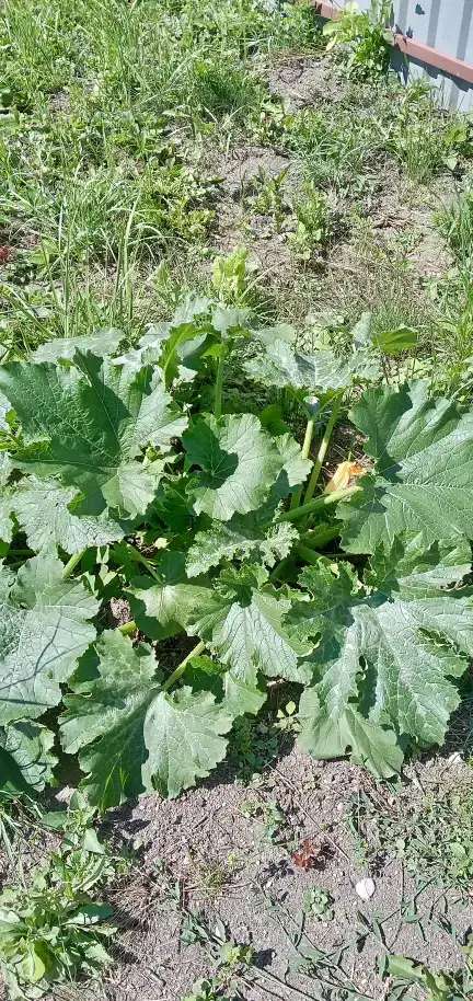 Продам дачный участок с летним домиком, Багратионовский район поселок стрельня СНТ пламя 6 000,00 м2