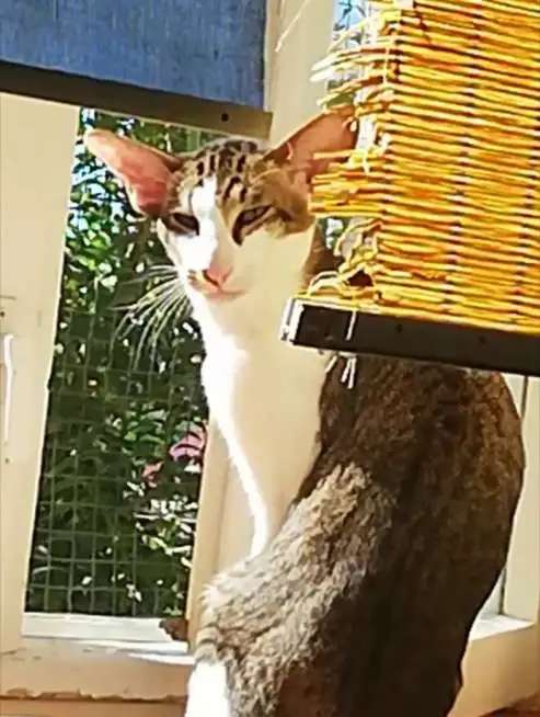 Котята ориентальной и сиамской породы