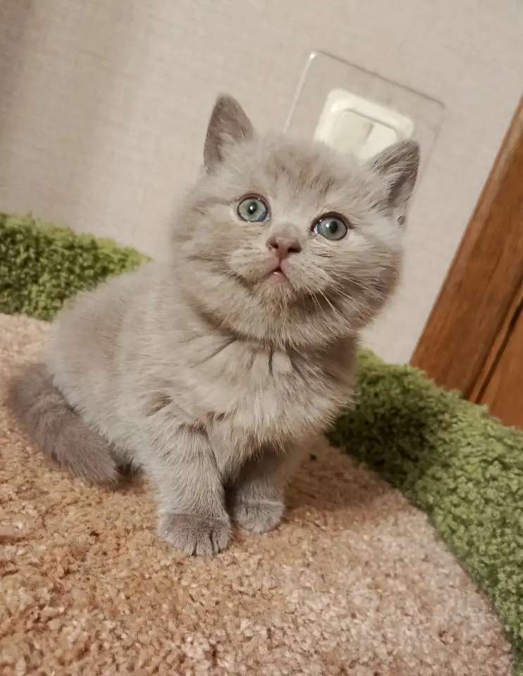 Британский прелестный котенок