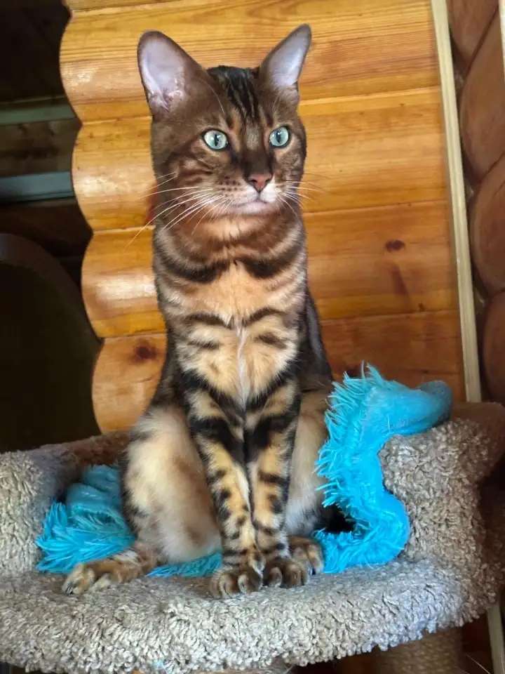 Бенгадьские котята