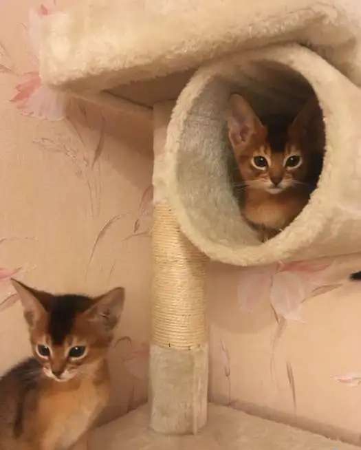 Абиссинские котята