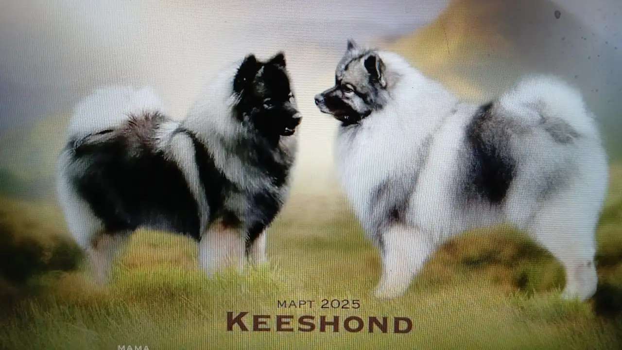 Щенок кеесхонда